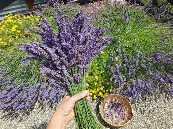 What can I do with fresh cut lavender?