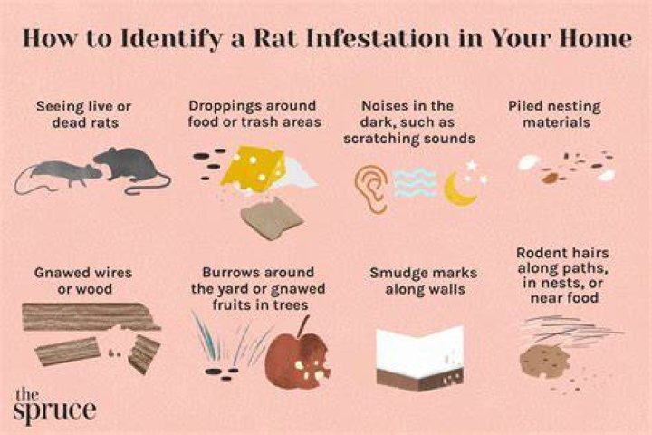 What do you do if you have rats UK?