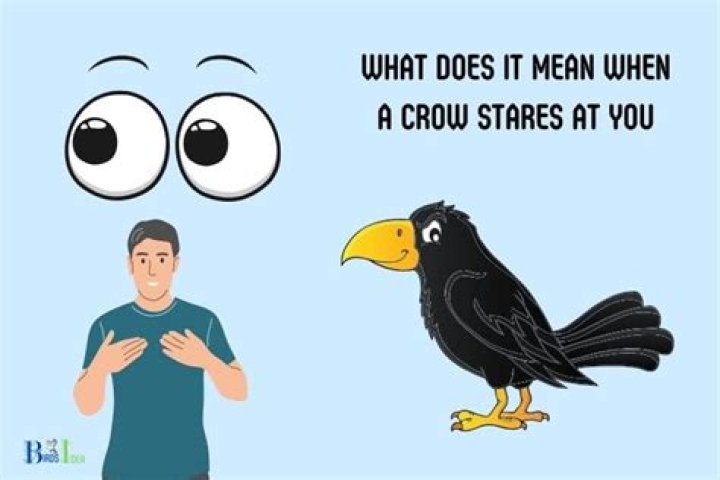 What does it mean when a crow stares at you?