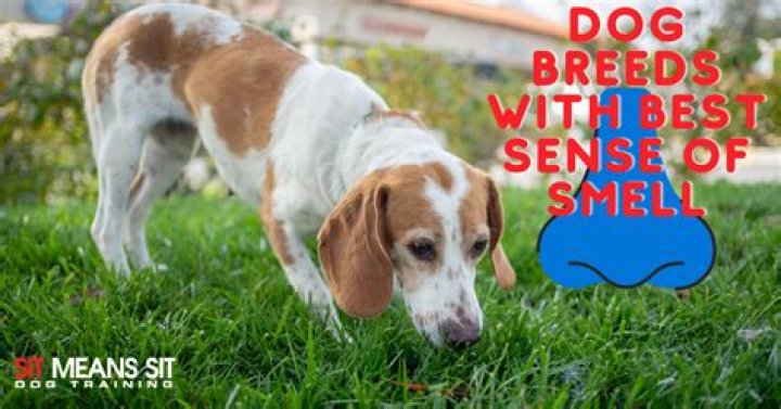 What dog breed has best sense of smell?