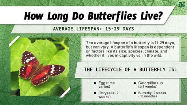 What happens to butterflies after they mate?