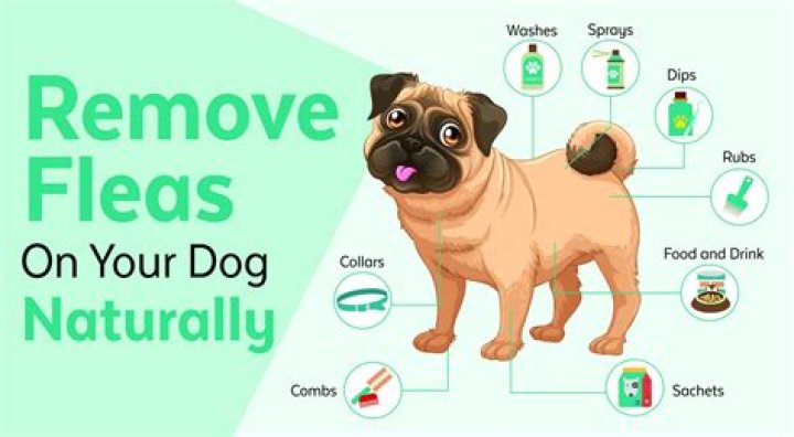 What home remedy kills fleas on puppies?