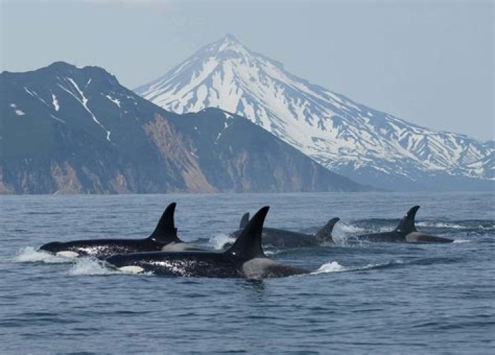 What is a group of orcas called?