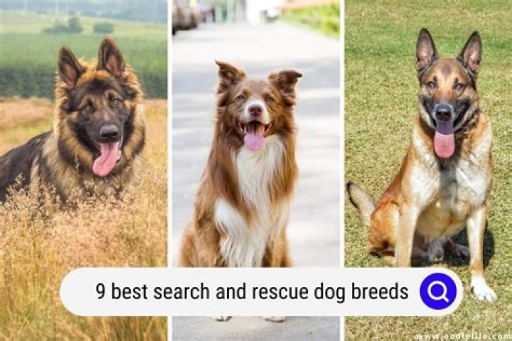 What is the best rescue dog?