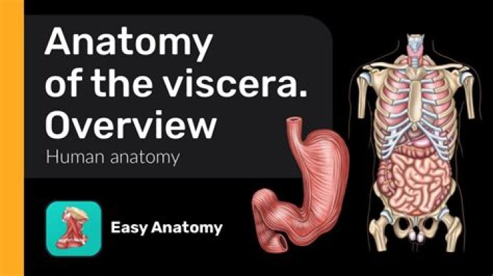 What is the meaning of viscerally?