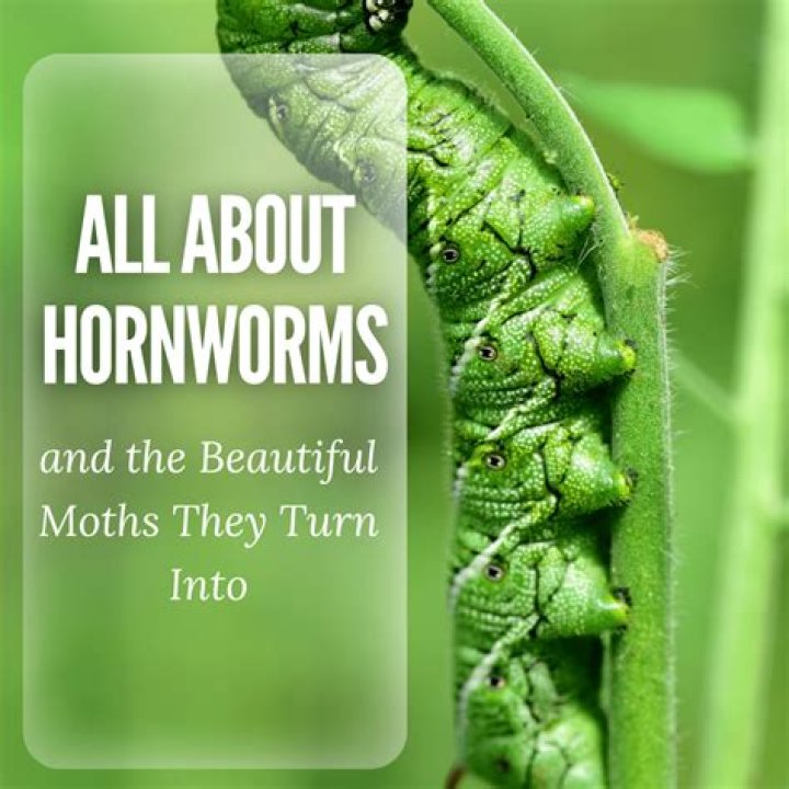 What moths produce hornworms?