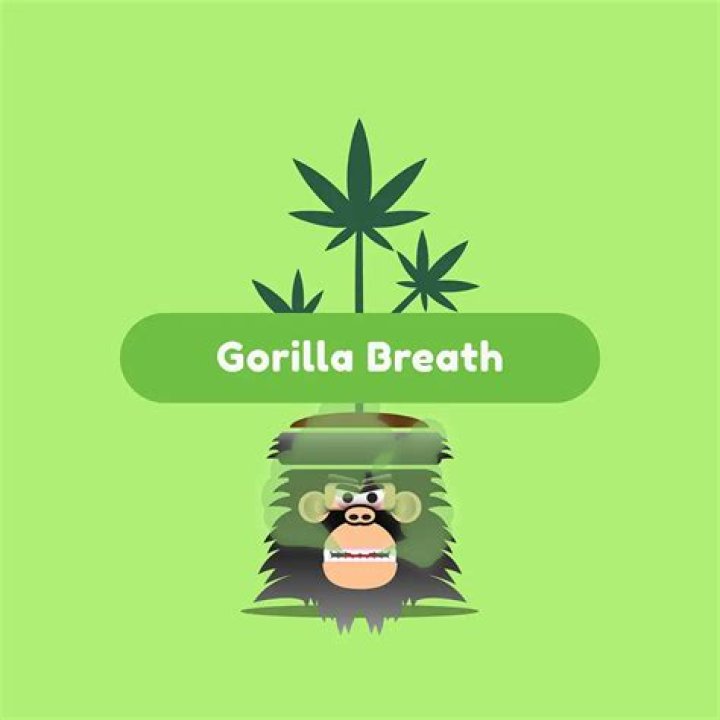 What strain is gorilla breath?
