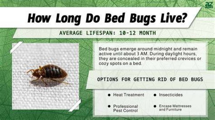 What surfaces can bed bugs live on?