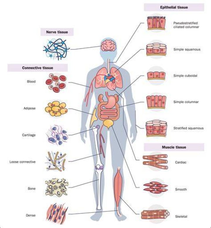 What type of body tissue is most affected by resistance training?
