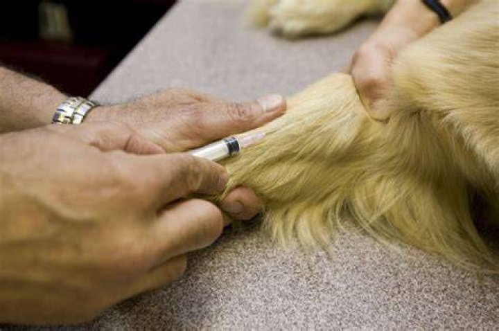 When should a dog be euthanized?
