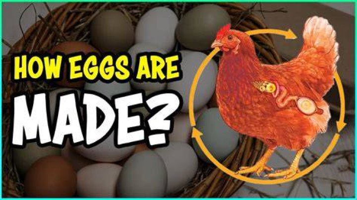 Where are eggs made human?