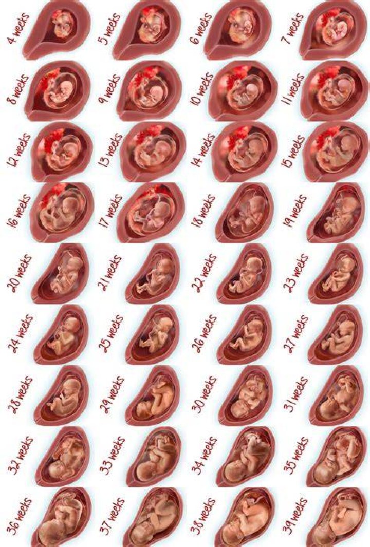 Where does the baby sit in your stomach at 14 weeks?