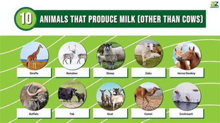 Which animal gives green colour milk?