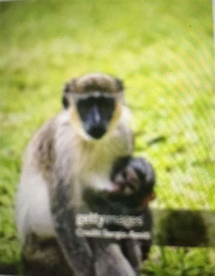 Which Caribbean island has monkeys?