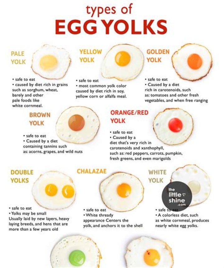 Which is better milk or egg?