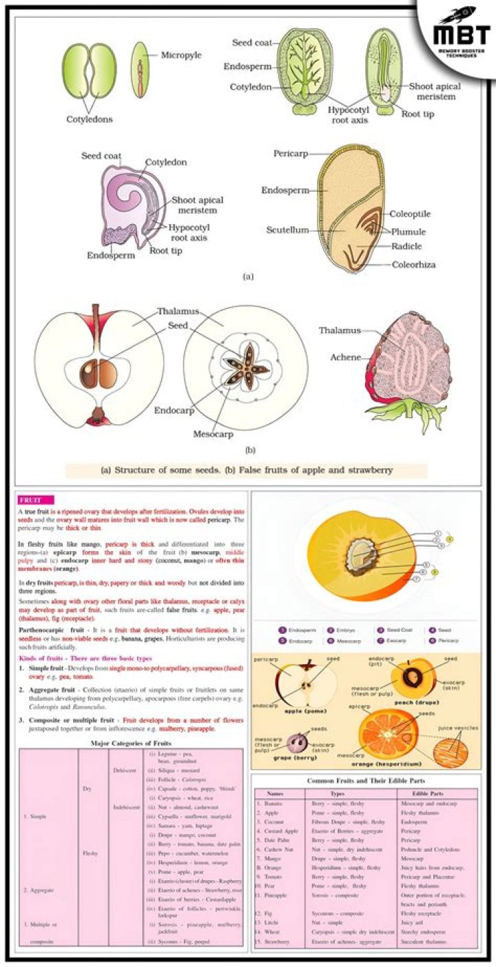 Which is not false fruit?