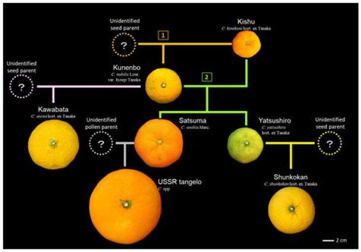 Which Jeeps are lemons?