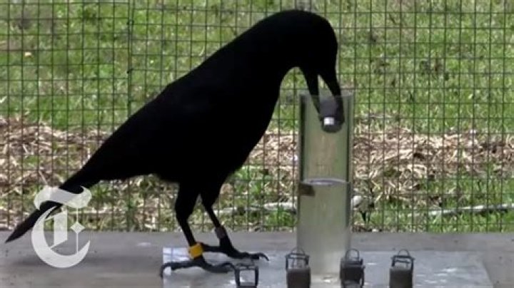 Who is smarter crow or dog?