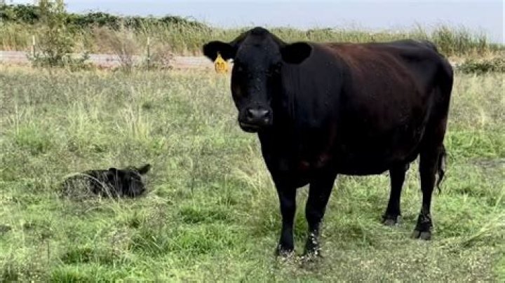 Who is the baby on Bull?