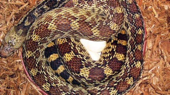 Why can't Navajos look at snakes?