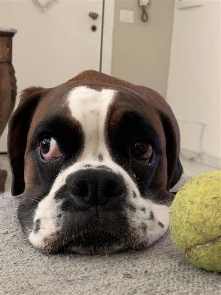 Why do boxers roll their heads?