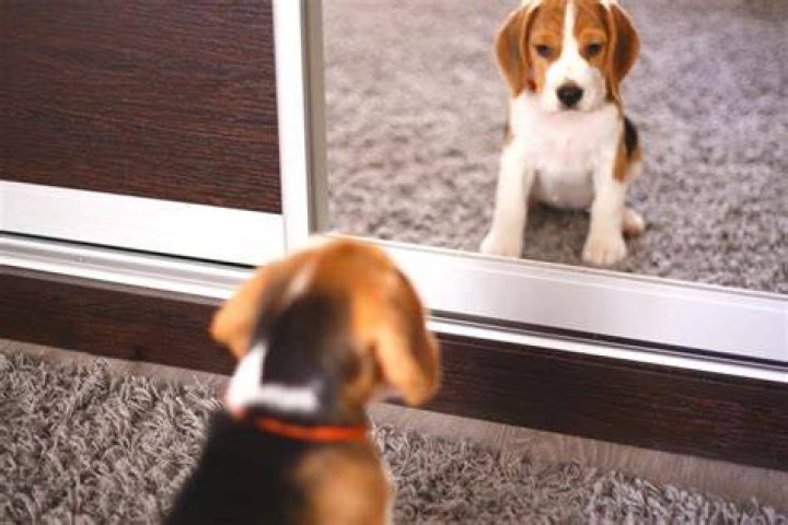 Why do dogs ignore mirrors?
