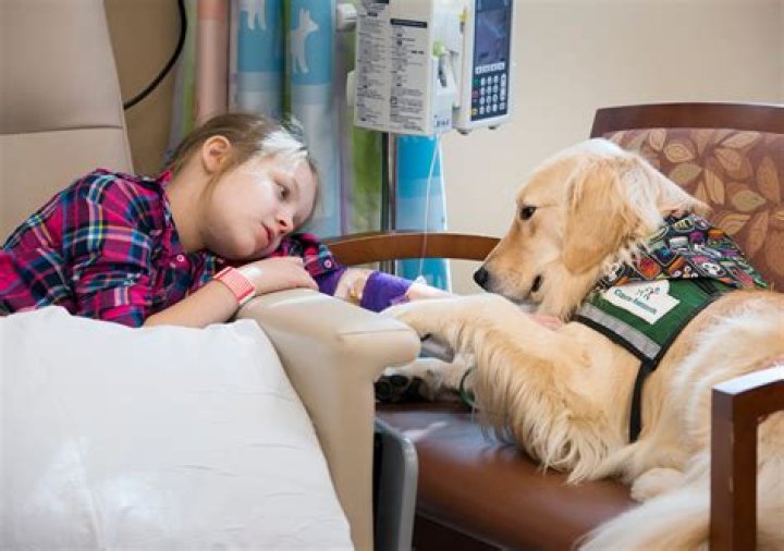 Why do hospitals use therapy dogs?