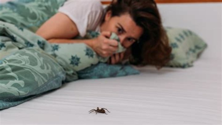 Why do spiders get in your bed?