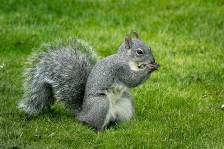 Why do squirrels rub their face on the ground?