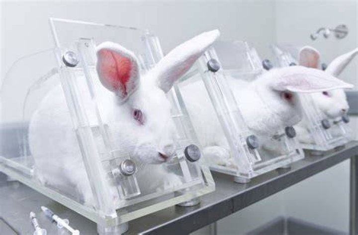 Why is animal testing wrong?