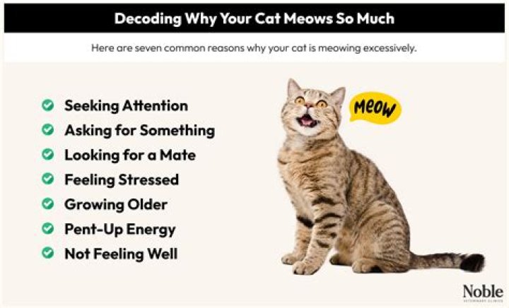 Why is my cat meowing so much at 4am?