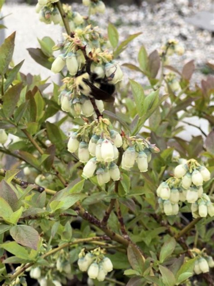 Why won't my blueberry bush produce fruit?