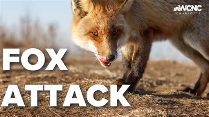 Why would a fox follow me?