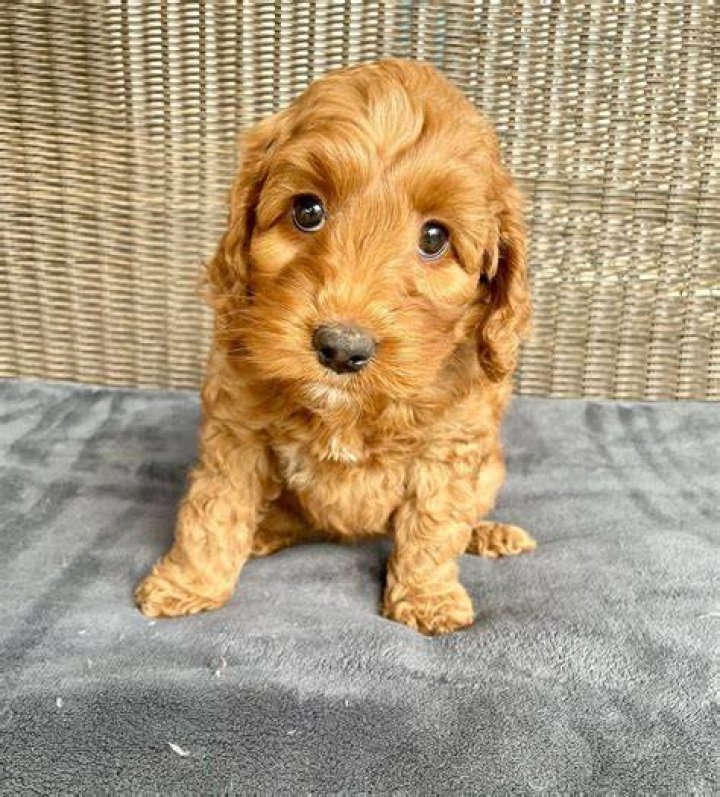 Why you shouldn't buy a Labradoodle?