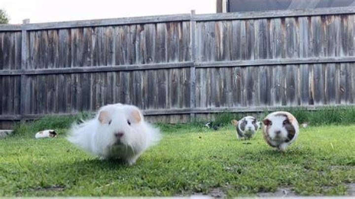 Will a guinea pig run away?