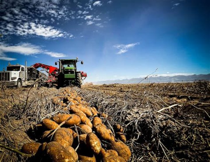 Will there be a potato shortage 2022?